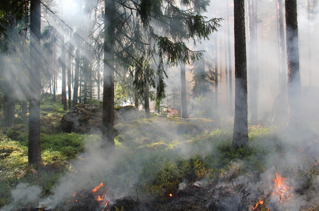 Brand i skog
