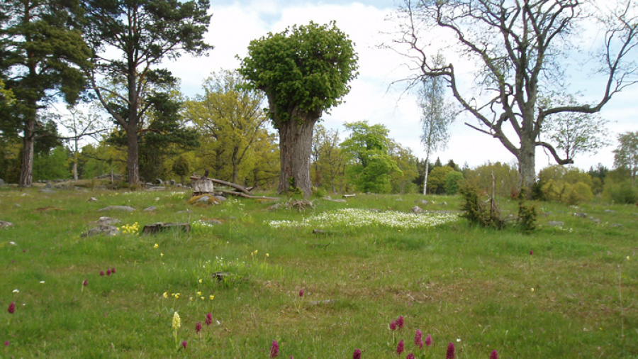 Bokö naturreservat