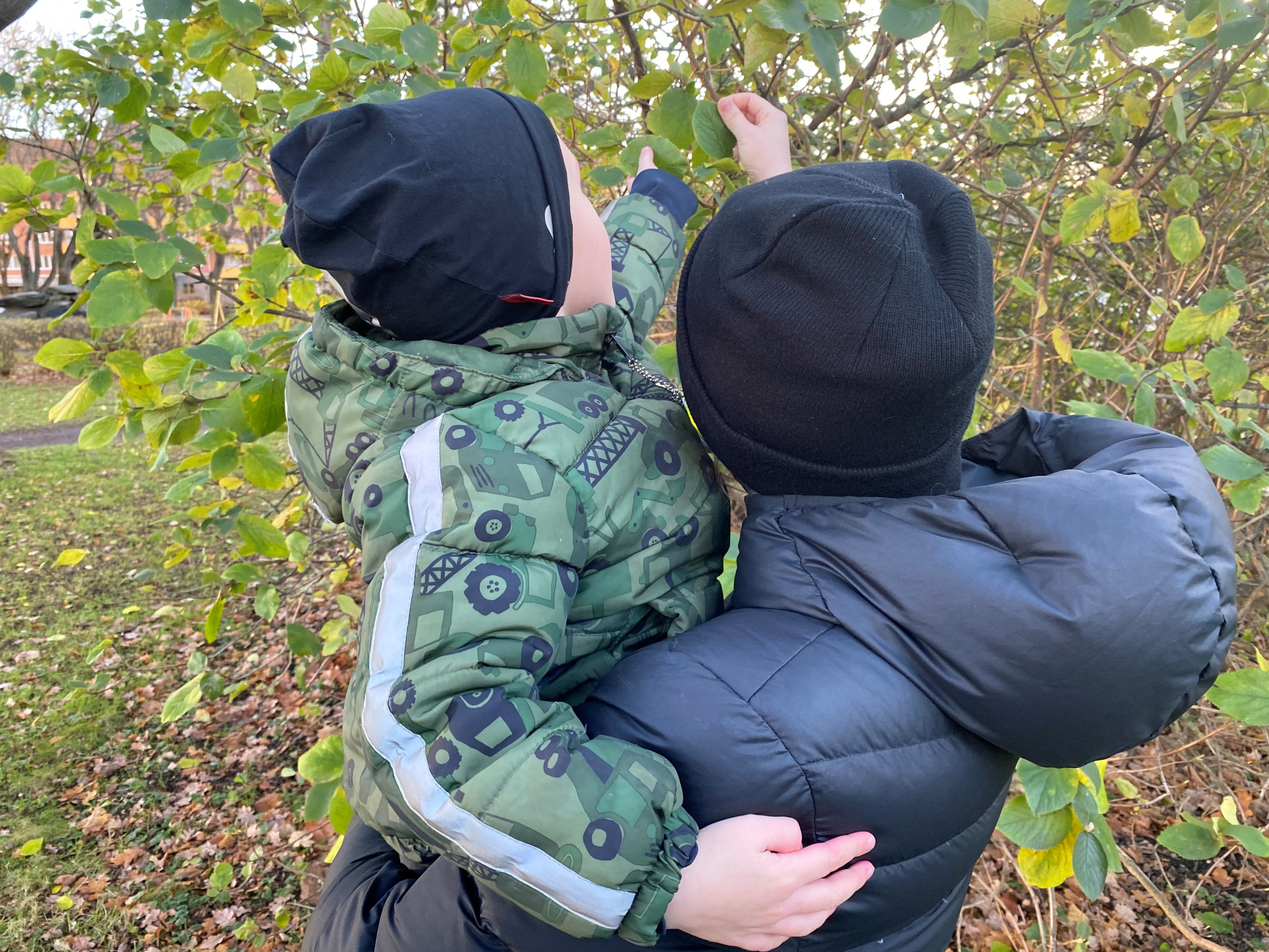 En vuxen och ett barn sträcker sig mot löv