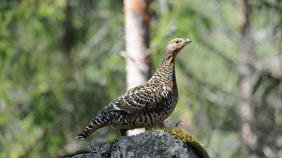 Vargmossens naturreservat