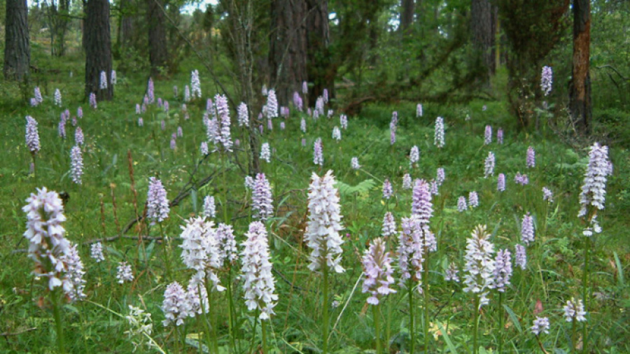 Ängelholms naturreservat