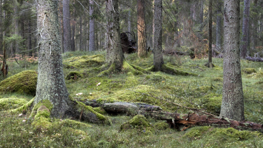 Fallingebergs naturreservat