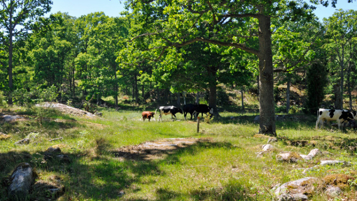 Östergötland Spirar