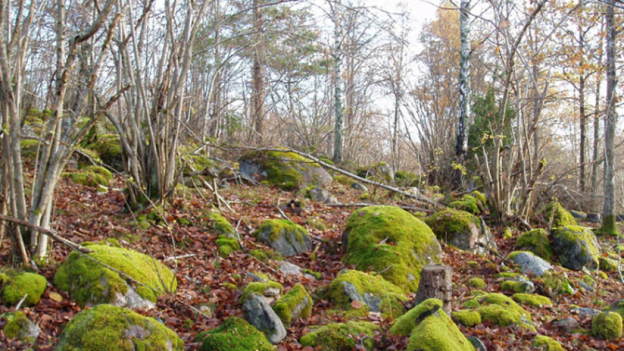 Ormös naturreservat