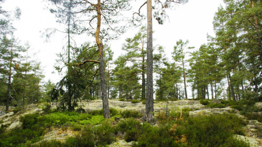 Rögölsskogens naturreservat