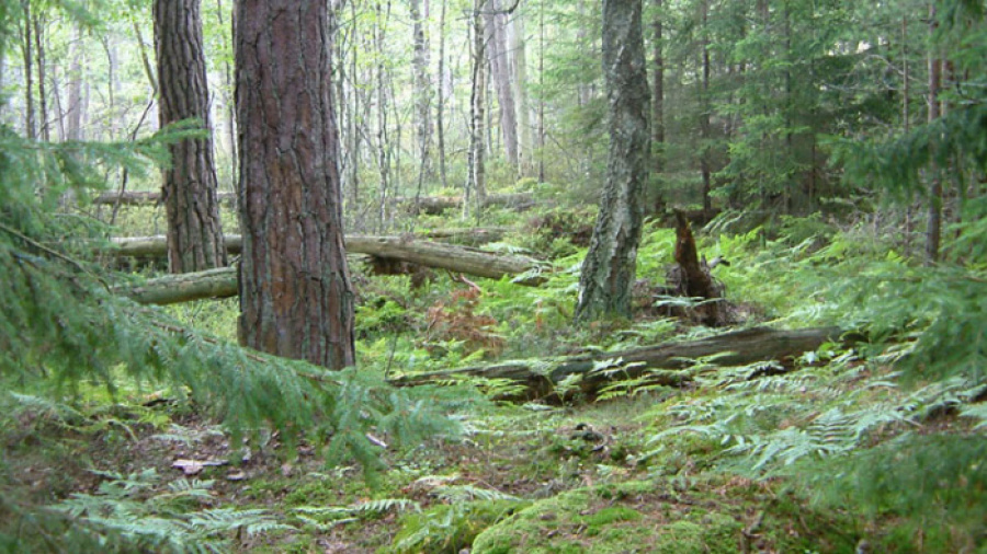 Väggö naturreservat