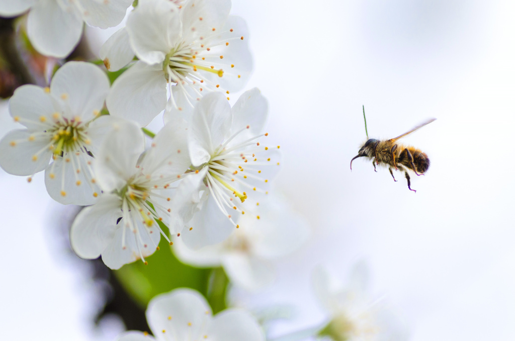 Bi flyger mot blomma